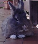 Photo de Lapin 	Snoopy	