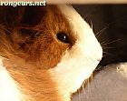 Portrait de Soleil