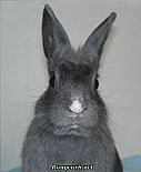 Portrait de 	Sophie	
