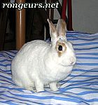 Photo de Lapin 	Souyon	