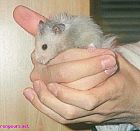 Photo de Hamster Speedy