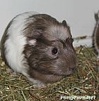 Photo de Cochon d Inde Star