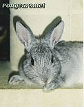 Photo de Lapin 	Tekila	