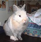 Photo de Lapin 	Tigrou	