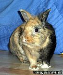 Photo de Lapin 	Tigrou	