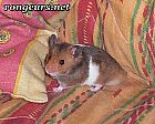 Photo de Hamster 	Tison	