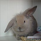 Photo de Lapin 	Toufky	