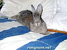 Photo de Lapin Trognon