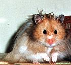 Photo de Hamster Twis