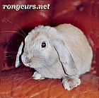 Photo de Lapin Valentin