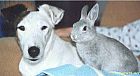 Portrait de Vanity Et Gizmo