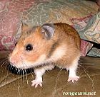 Photo de Hamster Vanroye
