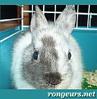 Photo de Lapin Whisky