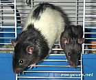 Photo de Rat Zeus & Apollon