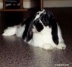 Photo de Lapin Zoreilles